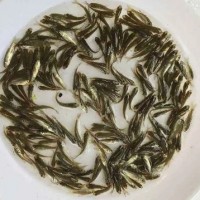 生態(tài)水產(chǎn)魚(yú)苗 質(zhì)量保證 淡水魚(yú)類(lèi) 管送包活 無(wú)病蟲(chóng)害